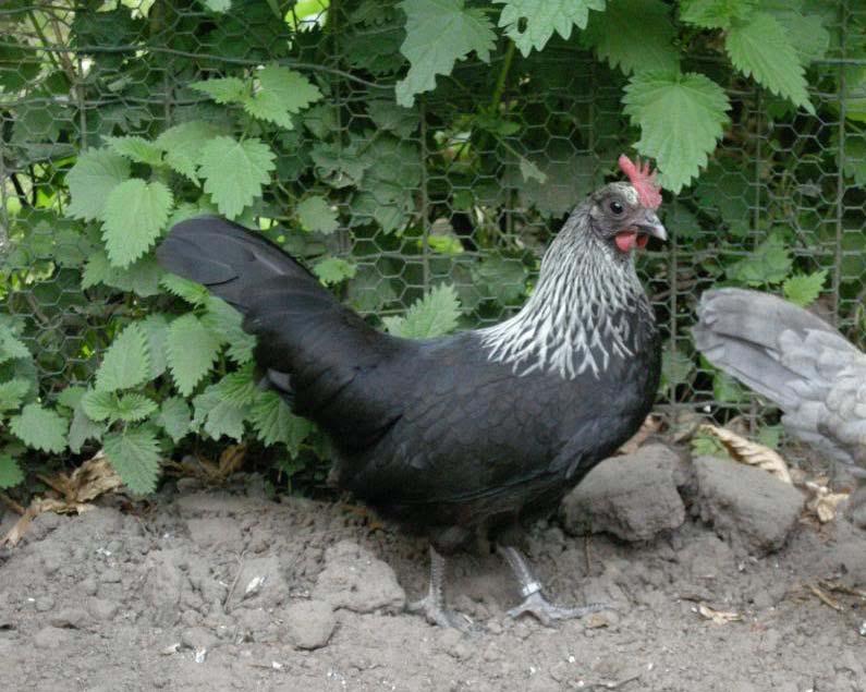 DE ARDENNERKRIEL Op de foto: Zwart zilverhalzig Ardenner krielhen. Eigenaar en foto: Ruben Boonen. DE ARDENNER KRIEL een kip die zich gedraagt zoals je verwacht dat een kip zich gedraagt.