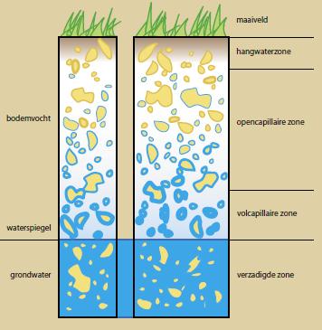 Beschikbaarheid van bodemwater: Contact met grondwater, hoe diep zit dit? Capillair effect van grondwater, hoe hoog stijgt het?