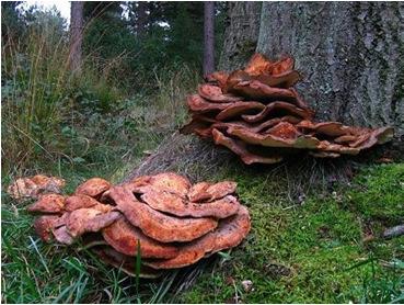 Honingzwam (Armillaria spp.