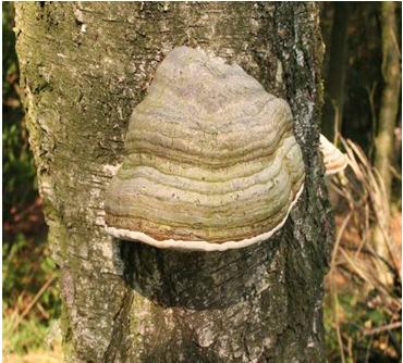 Echte tonderzwam (Fomes fomentarius) Meerjarig (jaarringen!