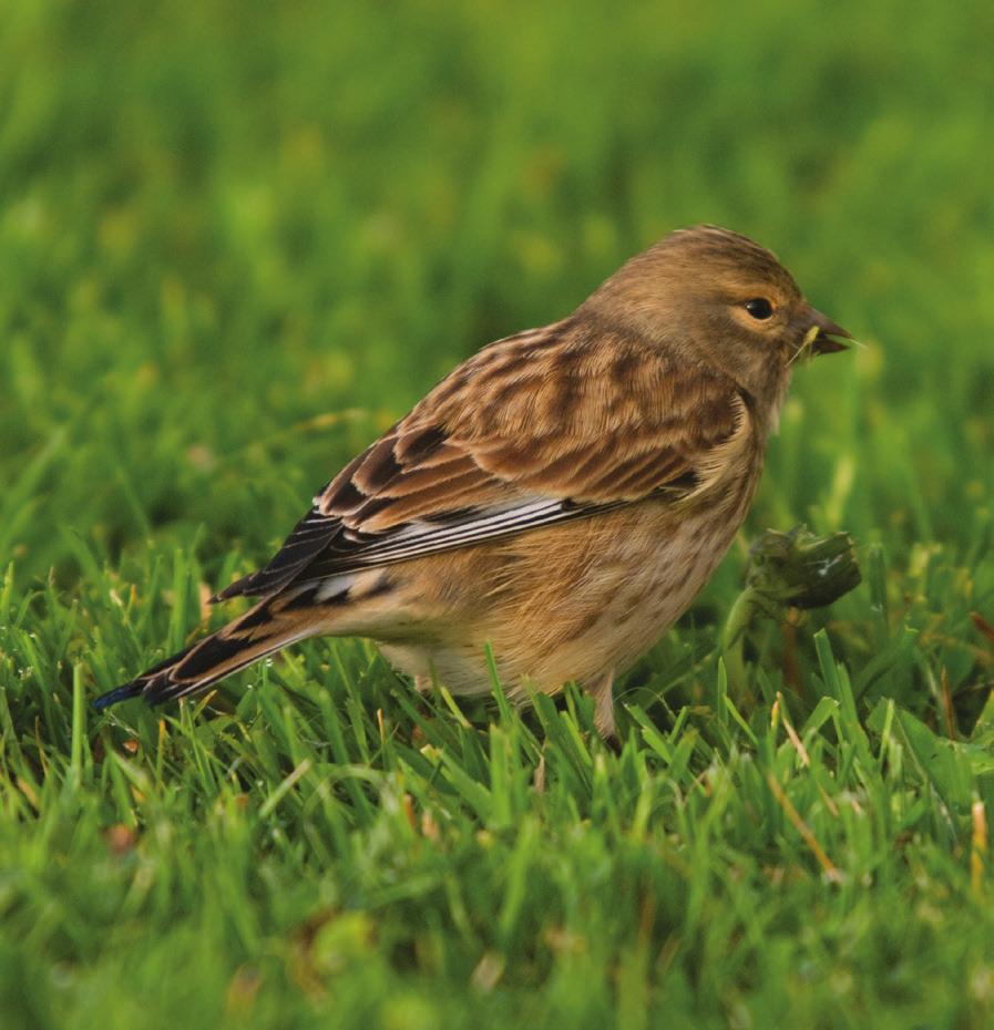 akkervogels Friesland,