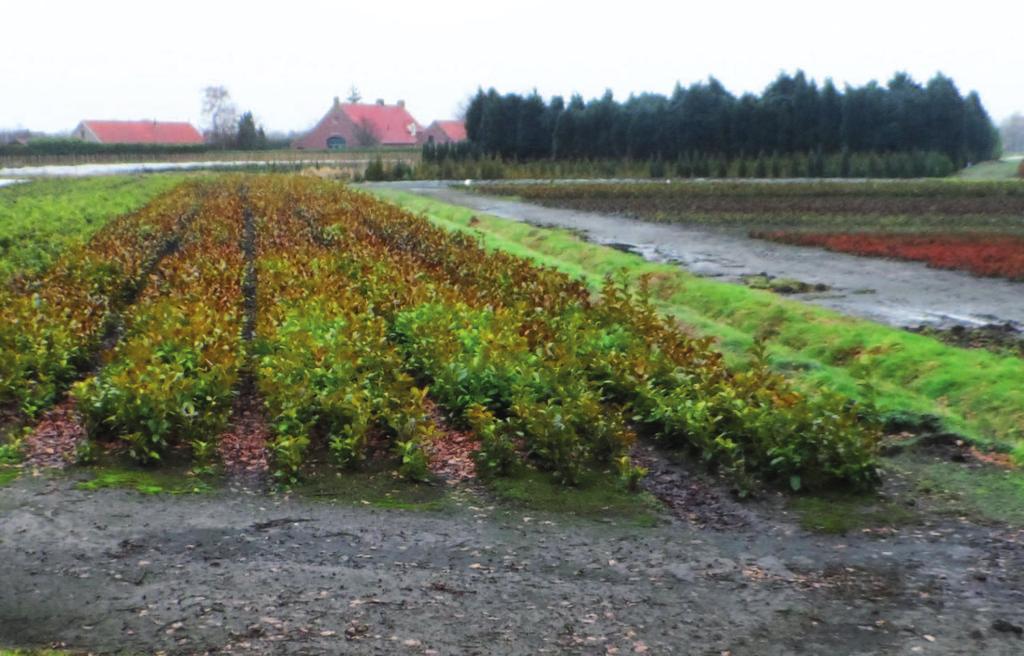 Verwachtingen voorjaar 2013 De weersomstandigheden in januari, waarbij de vorstperiode direct werd gevolgd door een regen-periode, geeft enige onzekerheid over het voorjaar 2013.