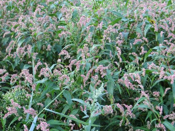 Onkruidbeheersing Onkruiden die domineren en overlast binnen het beheer van bloemrijke percelen en randen veroorzaken zijn vooral: melde (73%), perzikkruid (47%), distels (44%), hanepoot (34%).