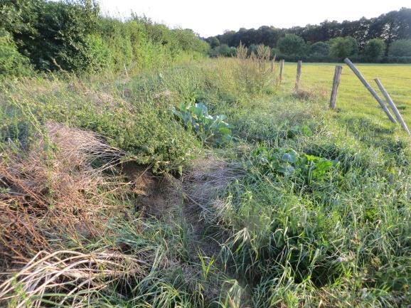 In meerjarige randen zijn distels, brandnetel en varkensgras vaker een probleem.