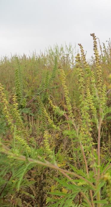 Zaaizaadhoeveelheid: De hoeveelheid zaaizaad per hectare hangt af van de samenstelling en het al dan niet toevoegen van granen in het mengsel.