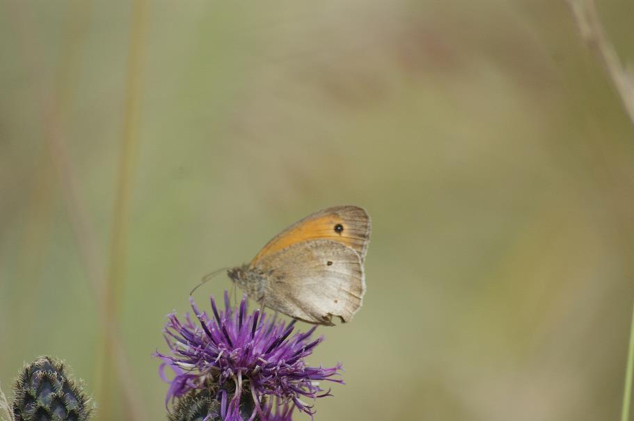 Koninklijke Nederlandse Natuurhistorische Vereniging KNNV afdeling Delfland Postbus 133 2600 AC DELFT afdelingdelfland@knnv.nl www.knnv.nl/afdelingdelfland http://twitter.com/#!