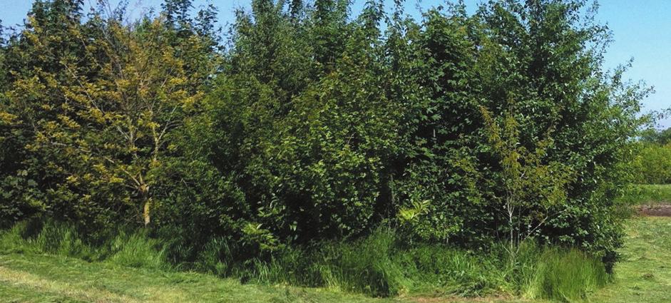 Kniphaag: Fagus sylvatica Houtwal [3260 m2] 400 Quercus robur zomereik