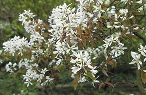 Amelanchier lamarckii krentenboompje Sorbus aucuparia lijsterbes 260