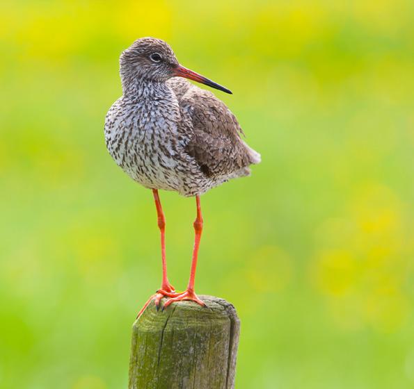 OPSTARTPLAN WEIDEVOGELGROEP RIJN EN GOUWE WIERICKE Weidevogelgroepen zijn voor de bedreigde Nederlandse weidevogels ontzettend belangrijk.