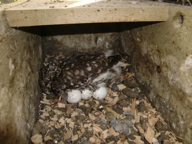 Groot was onze teleurstelling toen we een drama in de nestkast aantroffen. De moedervogel zat in de broedhouding. Ze bleek echter dood te zijn. Steenmarterpredatie (vrouwelijke uil op 3 eieren).