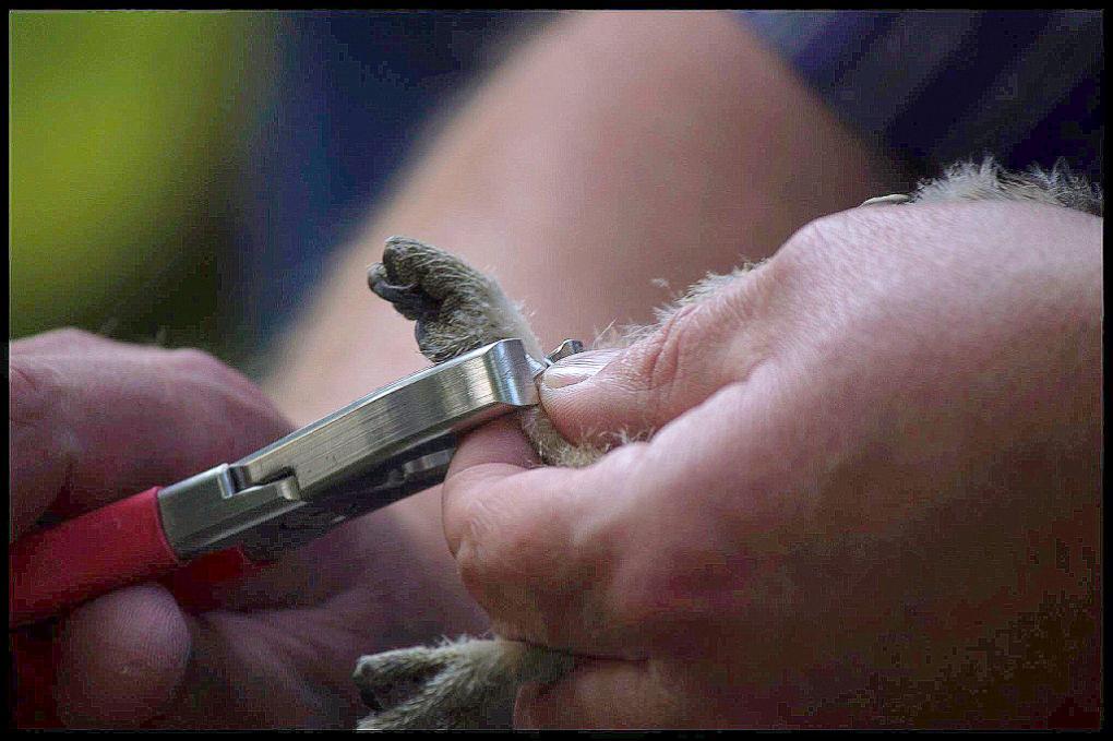 Op 2 juni 2014 zijn de vijf jonge steenuilen in blakende gezondheid geringd. Ringen van steenuilen.