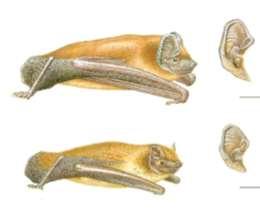 Systematiek Gladneuzen Pipistrellus (dwergvleermuizen) Eptesicus