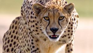 De truc van de cheetah. Vertragen om nadien te versnellen. Deze midweek kan een geschenk zijn voor iedereen die in deze razend snel veranderende wereld even wil stilstaan.