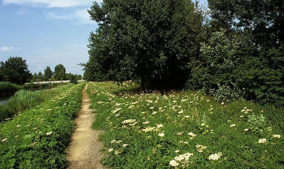 Gewone berenklauw groeit hier met groot hoefblad samen op voedselrijke grond.