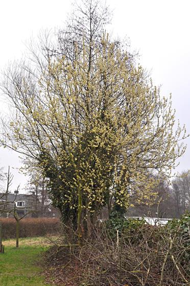 Boswilg wordt vaal massaal door bijen bezocht: zandbijen, wespbijen, metselbijen, honingbijen en