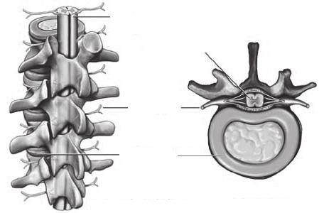 Deze inspuitingen worden gegeven voor pijnklachten die vanuit de rug kunnen uitstralen tot in één of beide benen.