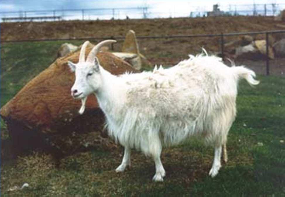 Nordic goat