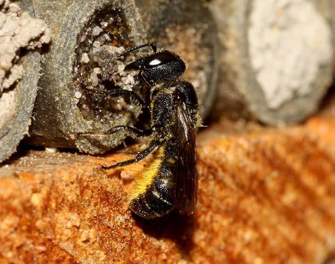 De bijtjes werken de voorkant vlak met de omgeving of ruim gevuld af. De harsprop bolt dus vrij vaak iets naar buiten, verhardt en verkleurt dikwijls.