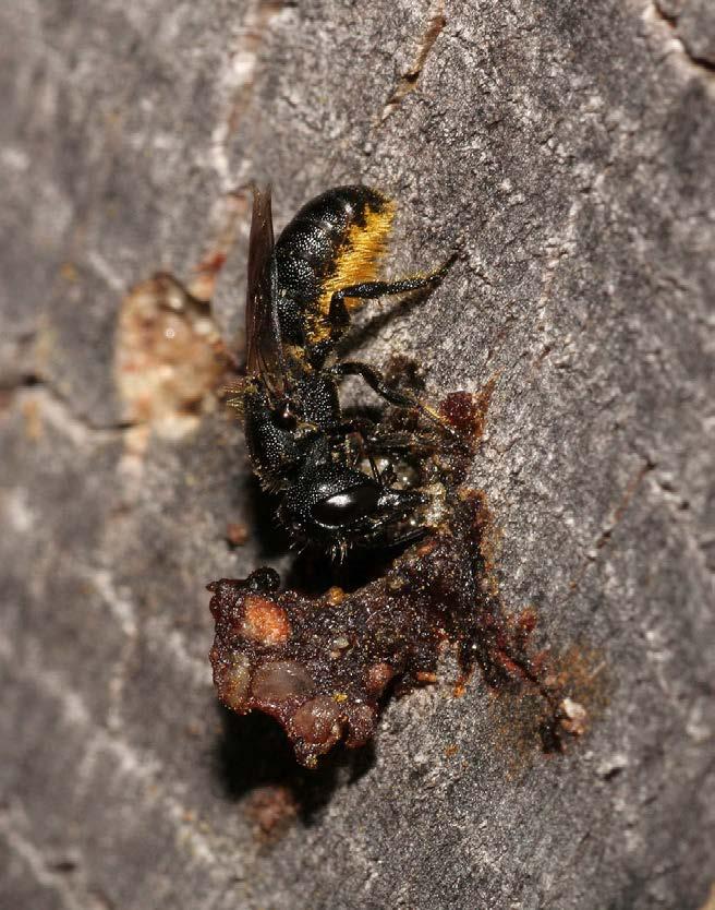 In de winter zijn veel nestjes van tronkenbijen daarom te herkennen aan het uitstulpen van de harsprop.
