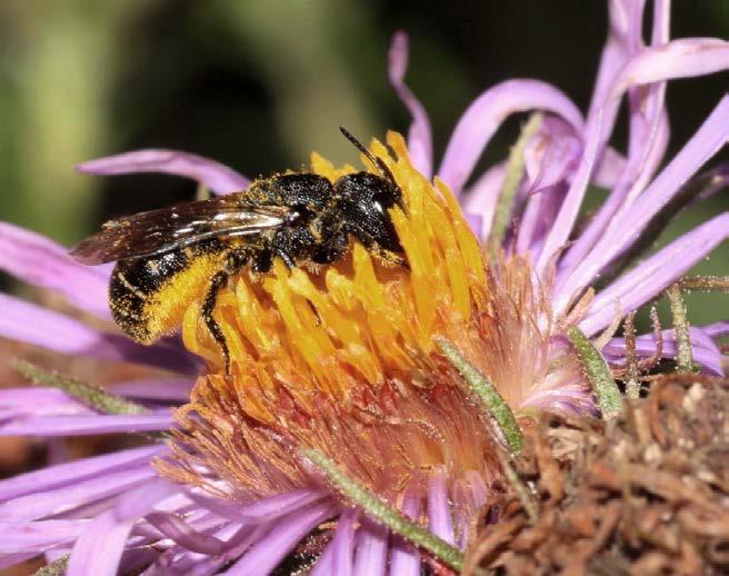 Zeer veel soorten tuinplanten blijken geliefd te zijn bij tronkenbijen, mits ze tot de composieten behoren, een hart van buisbloempjes hebben en het geen dubbelbloemige vrijwel steriele cultivars