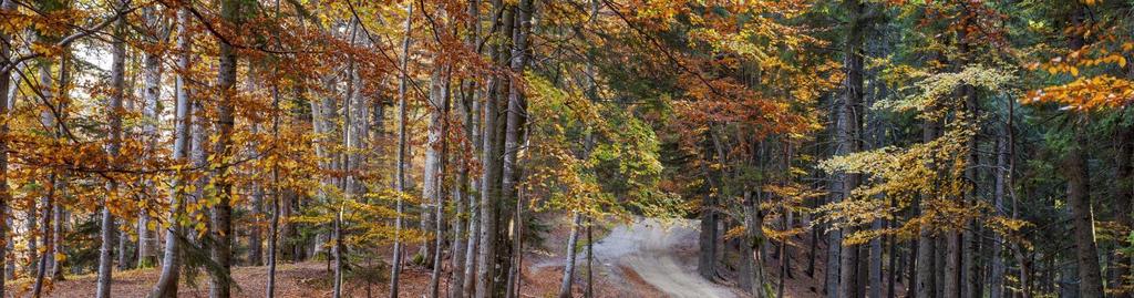 Herfstwandeling voor de Nordic walkers Fred en Wilma hebben het eerder gedaan: een mooi wandeling in de herfst.