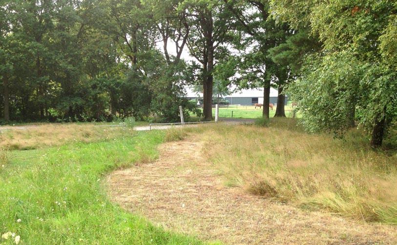 Bij een gefaseerd maaibeheer maait u bijvoorbeeld op drie momenten in het jaar, steeds een ander deel.