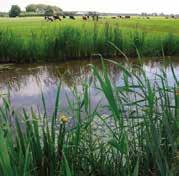 Zo vergroten we de biodiversiteit en verbeteren we de waterkwaliteit en kwantiteit in het agrarisch gebied. Via het ANLb wordt ook waterbeheer uitgevoerd langs en in wateren op agrarische gronden.