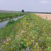 Zo vergroten we de biodiversiteit en verbeteren we de waterkwaliteit en -kwantiteit in het agrarisch gebied. Via het ANLb wordt ook waterbeheer uitgevoerd langs en in wateren op agrarische gronden.