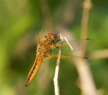 Daarna naar het bos bij Promachonas, op zoek naar spechten, maar daar stond het pad onder water en