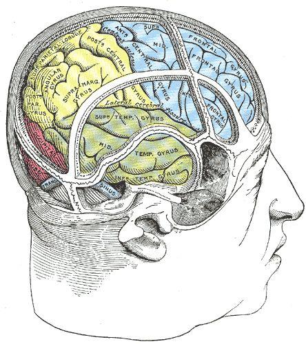 Hersensystemen Onderwerpen Dopaminerge systeem Dopamine Substantia nigra Ziekte van Parkinson