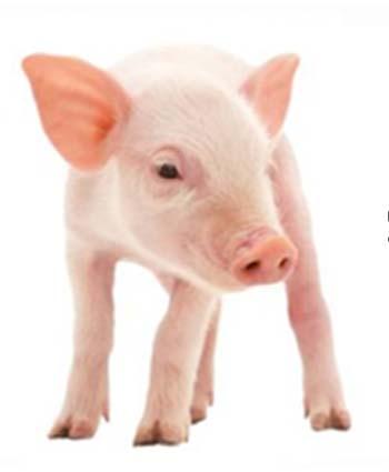BBT-conclusies: varkens BBT-30 Mengregel van toepassing: verschillende diercategorieën aanwezig in stal emissies mogen uitgemiddeld worden Onderzoek