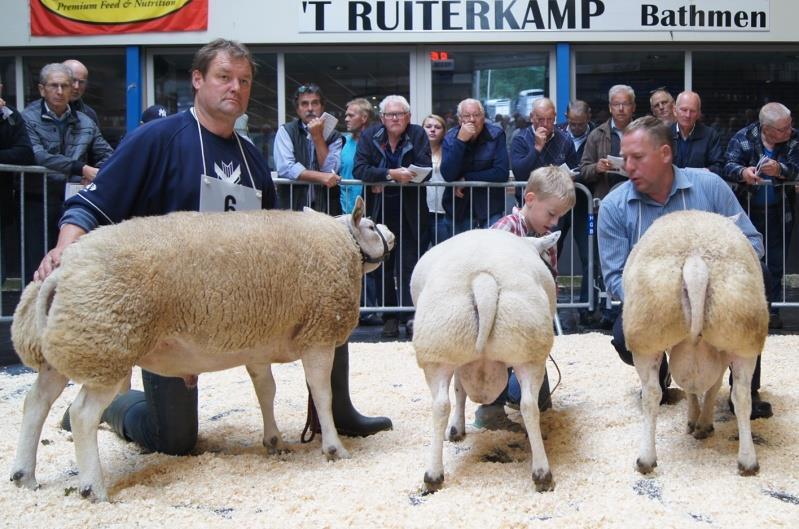 gelijnde ram die krachtiger in het beenwerk mocht zijn. Rubriek 1a : v.l.n.r. 01851-67654 / 04726-02235 / 01851-66330 / 01810-01707 / 05234-76455 rubriek 1b : v.l.n.r. 06473-72471 / 03569-00793 / 01907-29988 Niet minder dan vijftien 1 ½-jarige rammen, netjes verdeeld over 3 rubrieken werden aan het talrijk opgekomen publiek voorgesteld.