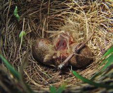 Ze worden eerst wel warm gehouden door de ouders. De kuikens kunnen hun eigen lichaamstemperatuur namelijk nog niet goed regelen. Al snel moeten de jonge vogels hun eigen eten bij elkaar zoeken.