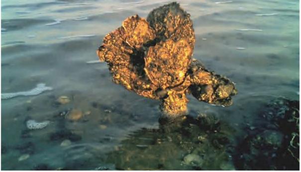 Ook zijn veel van de betonnen dijken er overgroeid met een tapijt van Japanse oesters [5], De eerste Nederlandse verwilderde exemplaren werden in 1971 in de Oosterschelde waargenomen [12], De opmars