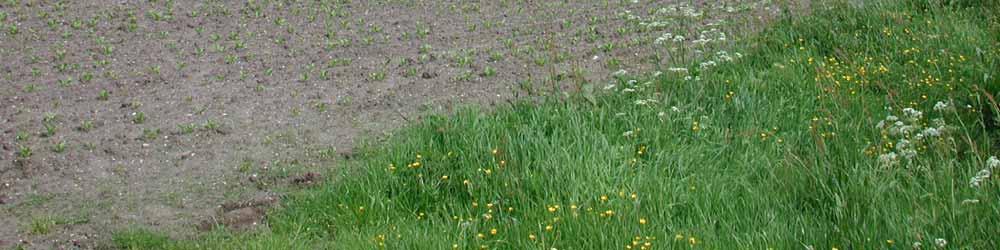 als adder onder het gras