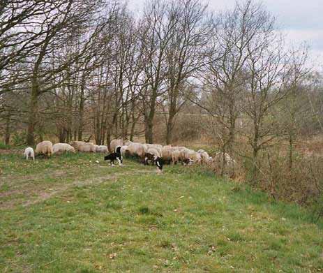 Begrazing