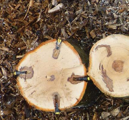 In bomen met een behoorlijke diktegroei is dit minder een probleem, aangezien de injectiepluggen goed overgroeien en nieuwe pluggen dan