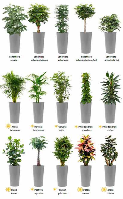 Welke plant kiest u?