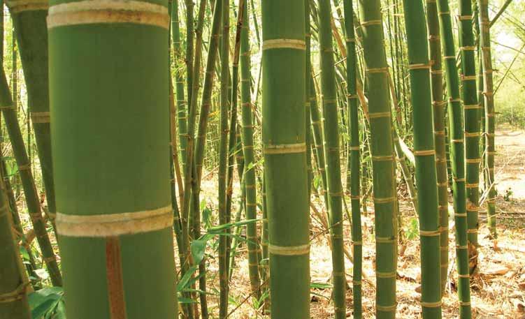 Het bamboe dat voor onze B-Wood producten gebruikt wordt, komt uit gecontroleerde gewassen die direct aangeplant worden.