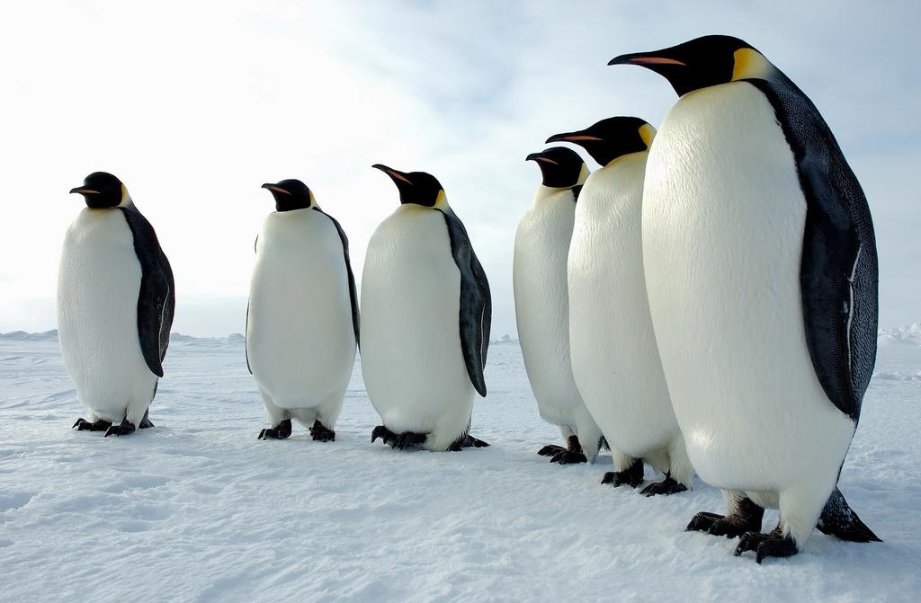 Pinguins