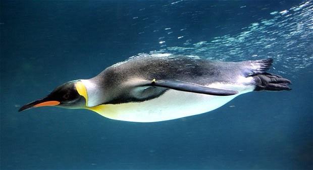 2 1. Een bijzondere vogel Geen vleugels, maar flippers. De pinguin is een bijzondere vogel, omdat het dier niet vliegt.