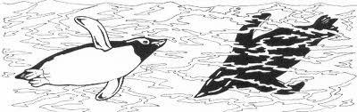 2 Schutkleur Alle pinguins hebben een zwarte rug en een witte buik (1).