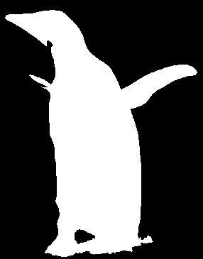 Deze pinguin komen soms net als een dolfijn met een sierlijke boogsprong boven water.
