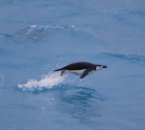 Voedsel Het voedsel van de adèliepinguin bestaat uit krill (kleine garnaaltjes) inkstvissen en vis.