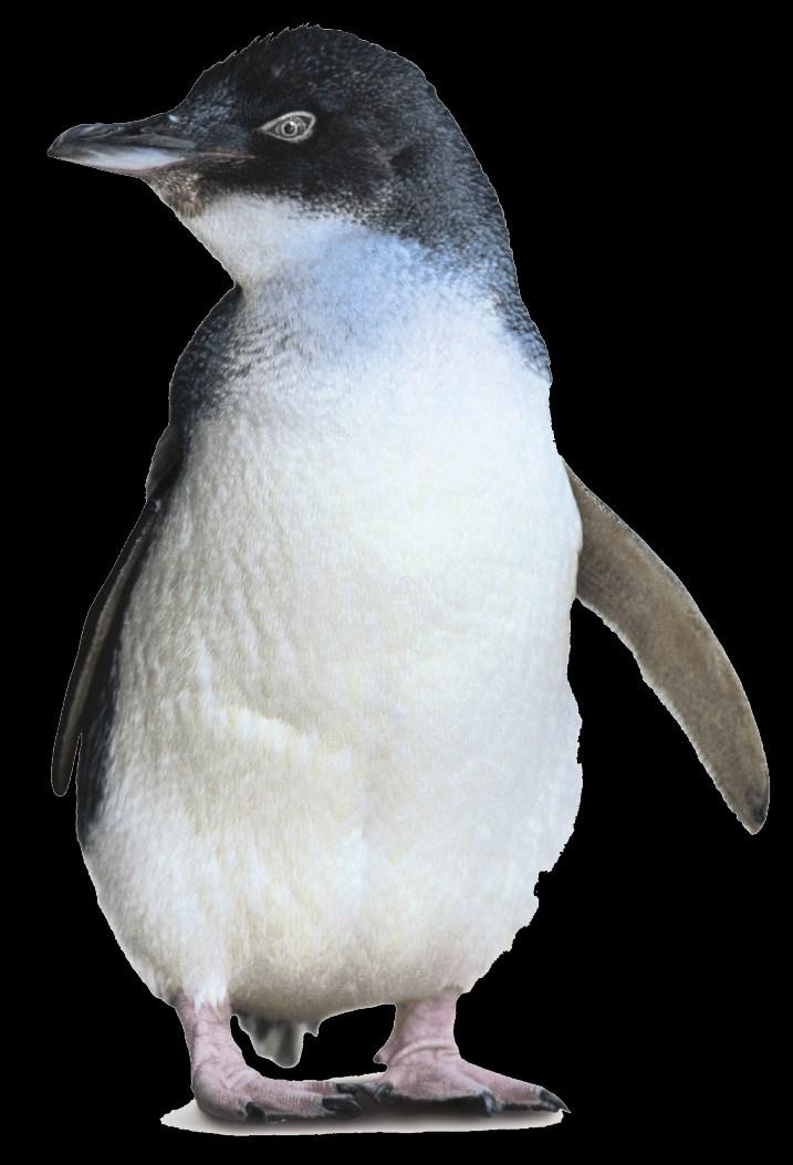 3. De dwergpinguin Klein De dwergpinguin is de kleinste pinguinsoort.