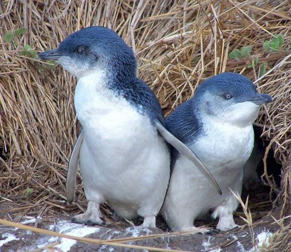 De vogel heeft heel veel soorten eten op zijn menu staan: sardientjes, krill,