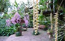 Verslag excursie De Orchideeën Hoeve Op zaterdag 4 november 2017 verzamelden zich 20 belangstellenden voor de excursie bij de Orchideeën Hoeve in Luttelgeest.