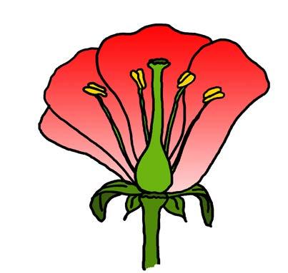 bijlage bloem Doorsnede van een bloem meeldraad met stuifmeel (mannelijke gedeelte) stamper (vrouwelijke