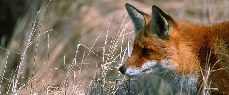 2 I. Samen actief zorgen voor een duurzaam Faunabeheer Algemeen De Faunabeheereenheid Utrecht heeft conform de Flora- en faunawet een coördinerende rol bij schadebestrijding en beheer van in het wild