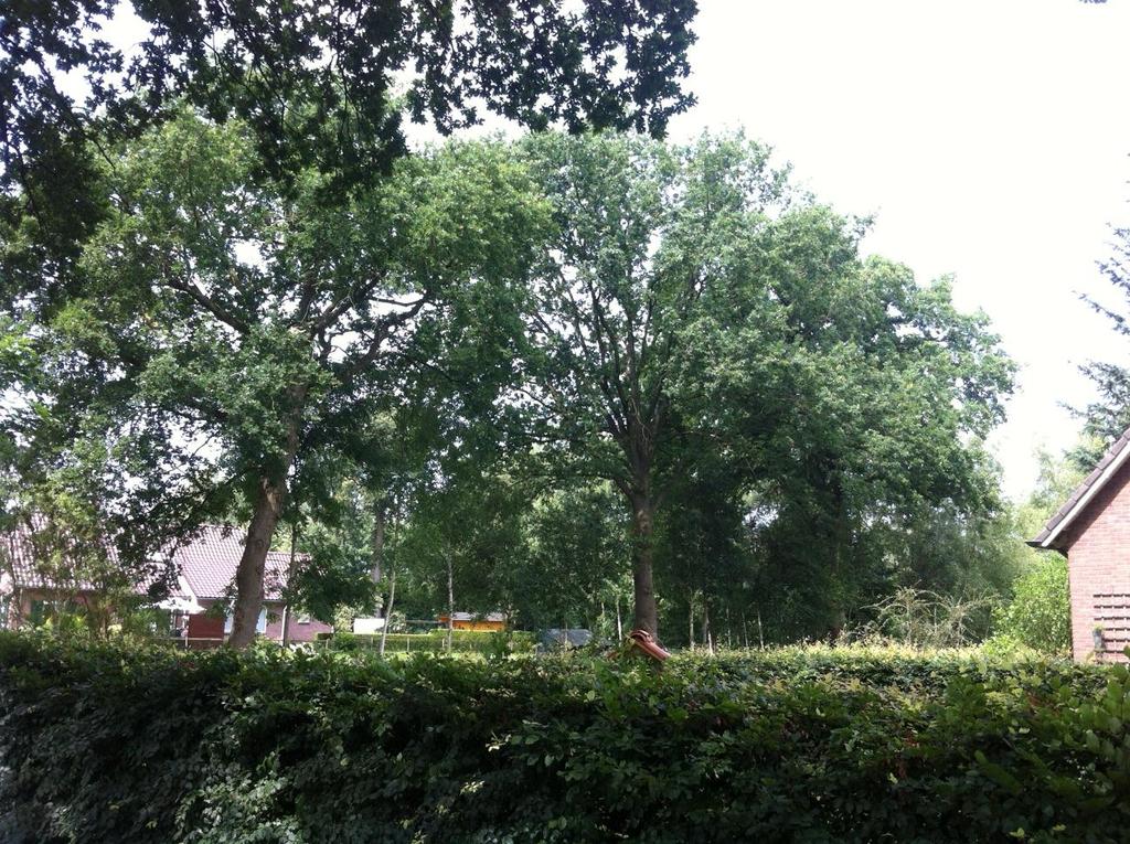 Paltheweg Oosteinde 39 Eik, zomer Quercus robur Criteria: Basis 1, 2, 3 A,B 70 30 32 66 Plantjaar 1920